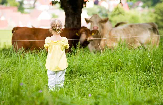 Una ragazza ammira le mucche