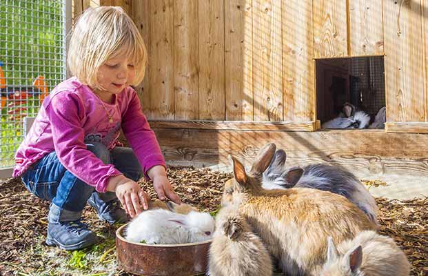 Bambina che gioca con i conigli